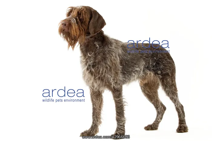 : Dog - Wirehaired Pointing Griffon / Korthals Griffon Dog : Dog - Wirehaired Pointing Griffon / Korthals Griffon Dog