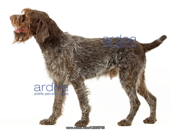  : Dog - Wirehaired Pointing Griffon  /  Korthals Griffon Dog
