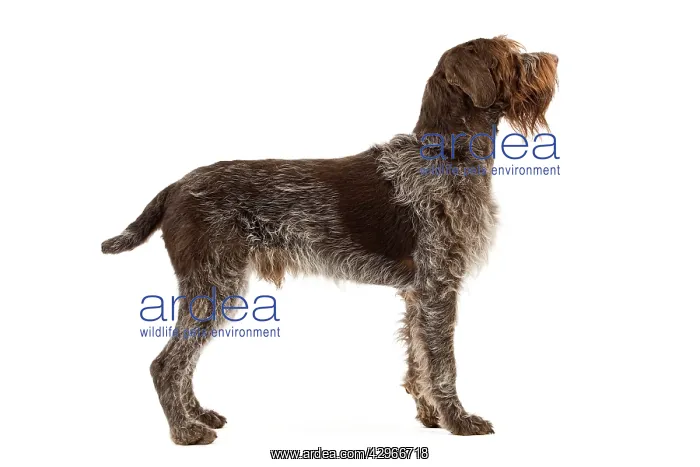 : Dog - Wirehaired Pointing Griffon / Korthals Griffon Dog : Dog - Wirehaired Pointing Griffon / Korthals Griffon Dog
