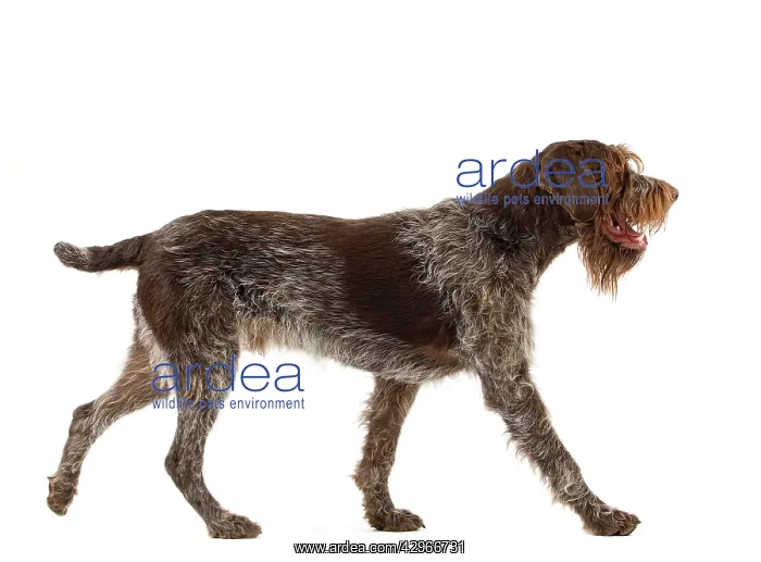 : Dog - Wirehaired Pointing Griffon / Korthals Griffon Dog : Dog - Wirehaired Pointing Griffon / Korthals Griffon Dog
