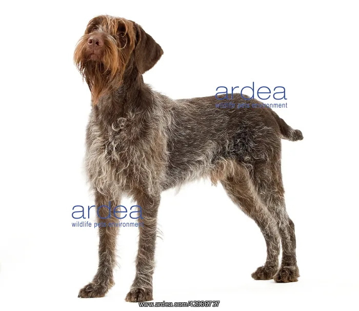 : Dog - Wirehaired Pointing Griffon / Korthals Griffon Dog : Dog - Wirehaired Pointing Griffon / Korthals Griffon Dog