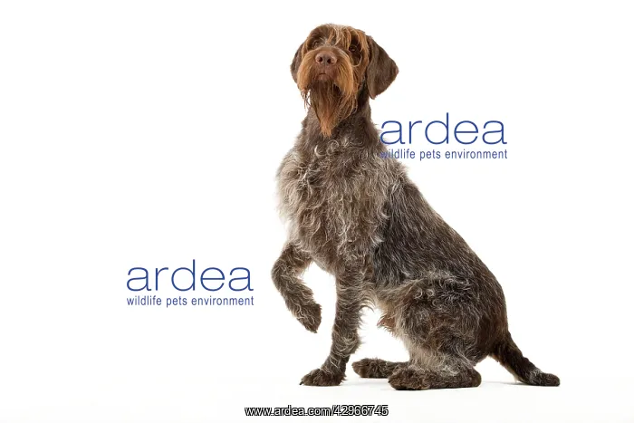 : Dog - Wirehaired Pointing Griffon / Korthals Griffon Dog : Dog - Wirehaired Pointing Griffon / Korthals Griffon Dog