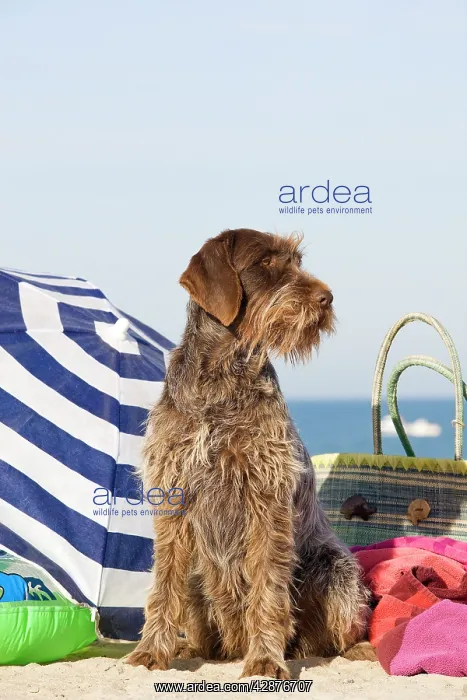 : Dog - Wirehaired Pointing / Korthals Griffon - on the beach : Dog - Wirehaired Pointing / Korthals Griffon - on the beach