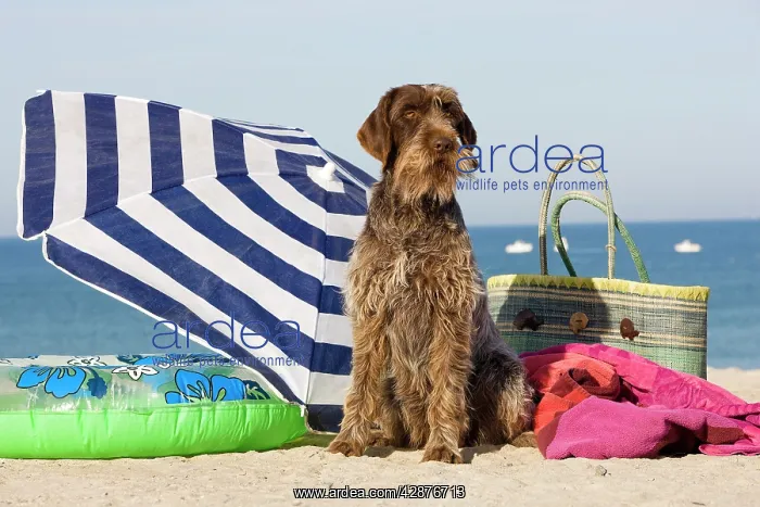 : Dog - Wirehaired Pointing / Korthals Griffon - on the beach : Dog - Wirehaired Pointing / Korthals Griffon - on the beach