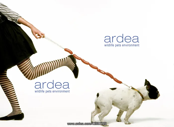  : Dog - woman pulling dog on sausage lead