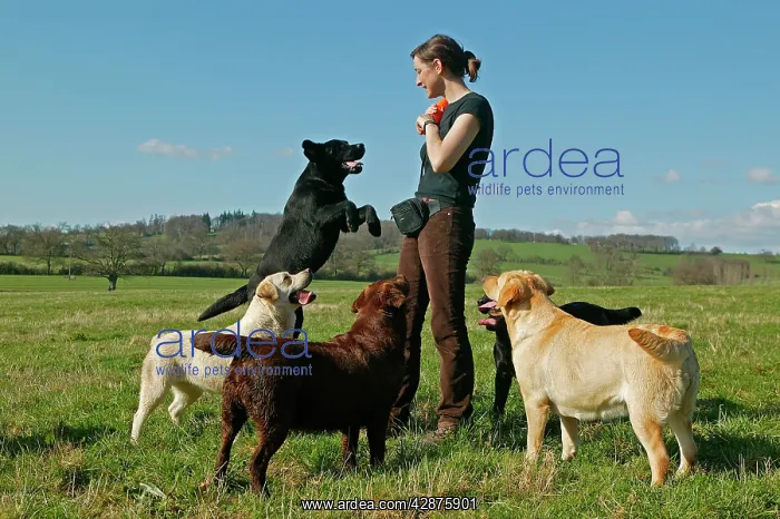 : Dog - Woman walking Yellow, Black & Chocolate Labrador : Dog - Woman walking Yellow, Black & Chocolate Labrador