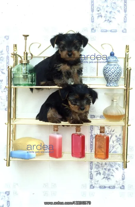 : DOG - x two puppies balancing on Bathroom shelves : DOG - x two puppies balancing on Bathroom shelves
