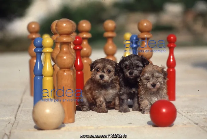 : Dog - x three, Puppies, by skittle set : Dog - x three, Puppies, by skittle set