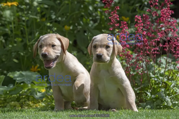 : DOG. X2 Yellow Labarador puppies (8 weeks old : DOG. X2 Yellow Labarador puppies (8 weeks old