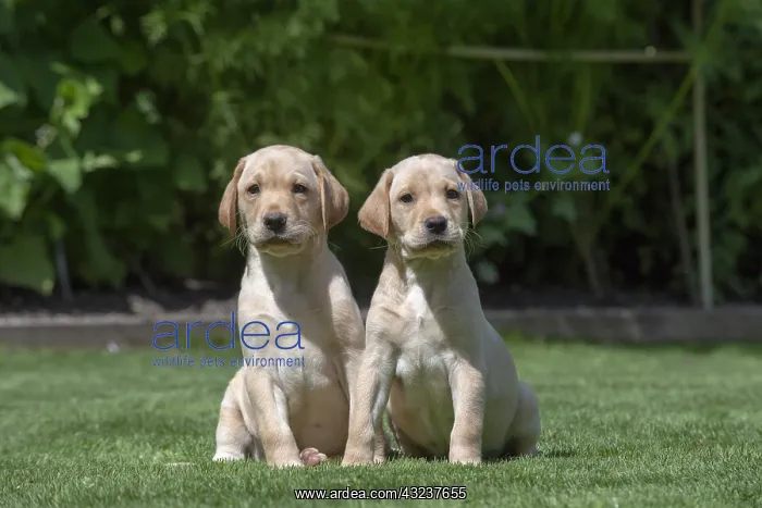 : DOG. X2 Yellow Labarador puppies (8 weeks old : DOG. X2 Yellow Labarador puppies (8 weeks old