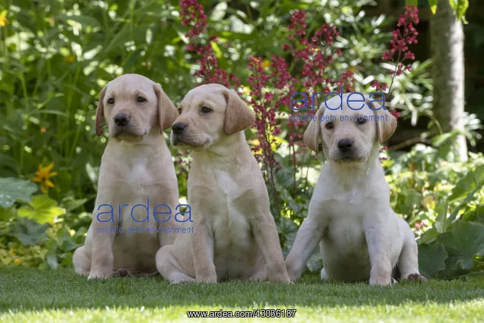 : DOG. X3 Yellow Labarador puppies (8 weeks old : DOG. X3 Yellow Labarador puppies (8 weeks old