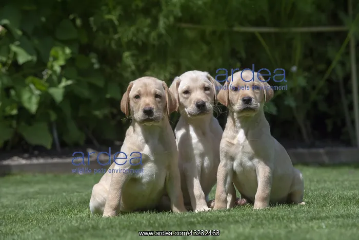 : DOG. X3 Yellow Labarador puppies (8 weeks old : DOG. X3 Yellow Labarador puppies (8 weeks old