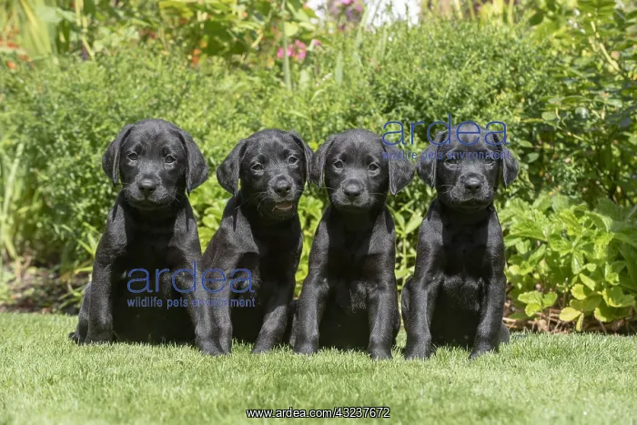 : DOG. X4 Black Labarador puppies (8 weeks old : DOG. X4 Black Labarador puppies (8 weeks old