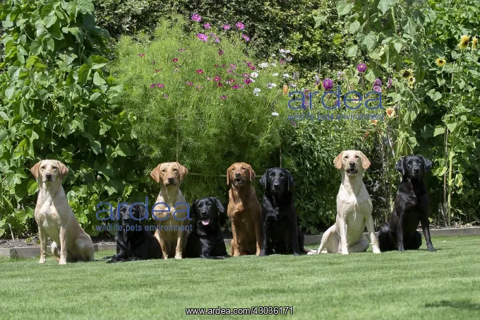 : DOG. X8 Labarador, Black & Yellow sitting : DOG. X8 Labarador, Black & Yellow sitting