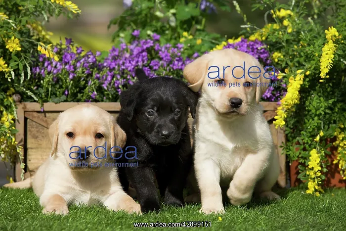 : Dog - Yellow and Black Labrador puppies : Dog - Yellow and Black Labrador puppies