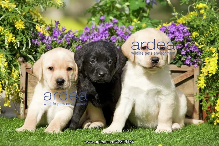  : Dog - Yellow and Black Labrador puppies