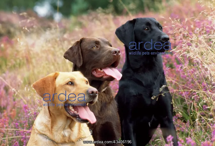 : DOG - Yellow, Chocolate and Black Labradors : DOG - Yellow, Chocolate and Black Labradors
