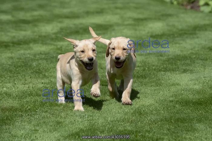  : DOG. Yellow Labarador puppies (8 weeks old )