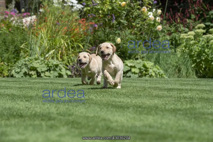 : DOG. Yellow Labarador puppies (8 weeks old ) : DOG. Yellow Labarador puppies (8 weeks old )
