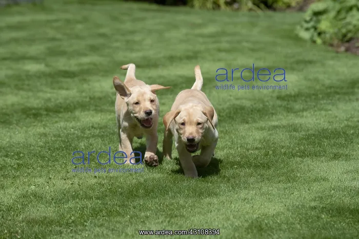 : DOG. Yellow Labarador puppies (8 weeks old ) : DOG. Yellow Labarador puppies (8 weeks old )
