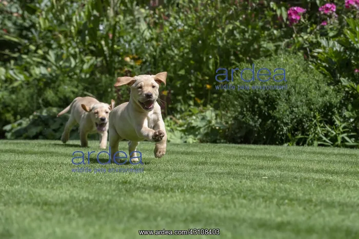 : DOG. Yellow Labarador puppies (8 weeks old ) : DOG. Yellow Labarador puppies (8 weeks old )