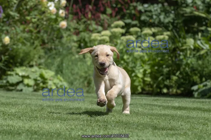  : DOG. Yellow Labarador puppies (8 weeks old )