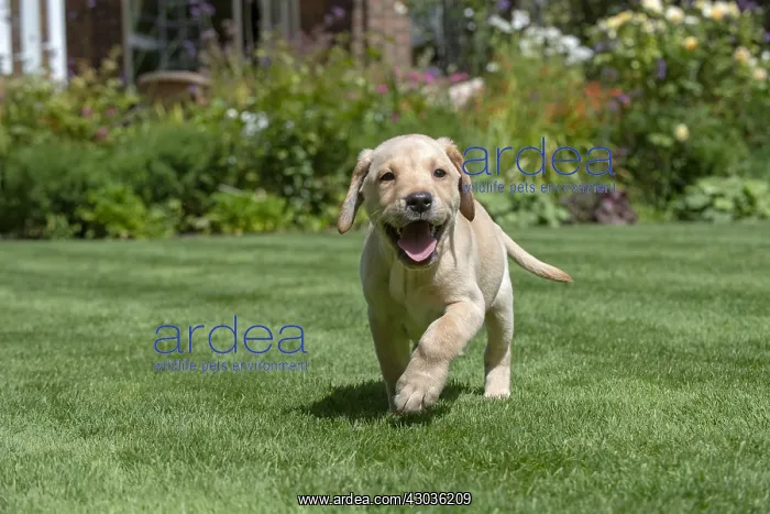 : DOG. Yellow Labarador puppy (8 weeks old ) running : DOG. Yellow Labarador puppy (8 weeks old ) running