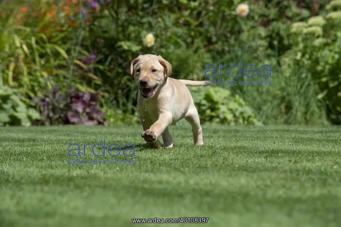 : DOG. Yellow Labarador puppy (8 weeks old ) running : DOG. Yellow Labarador puppy (8 weeks old ) running