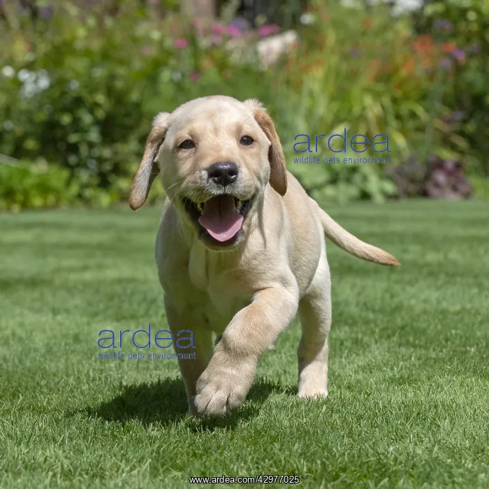  : DOG. Yellow Labarador puppy (8 weeks old ) running in a gard