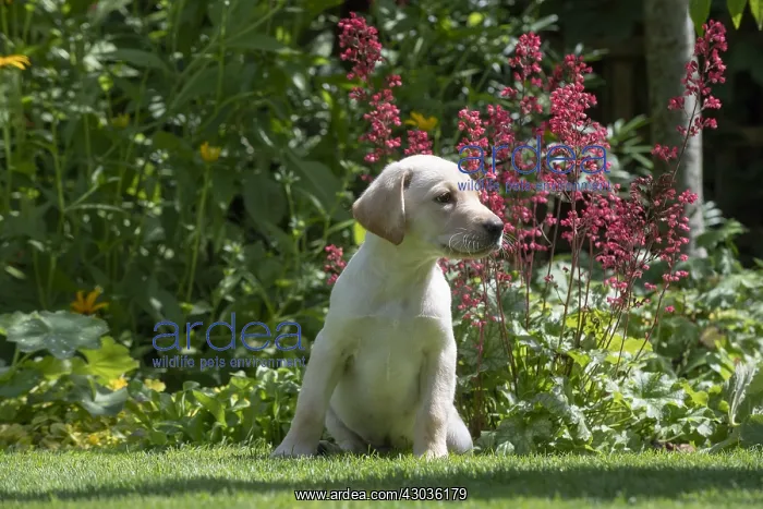 : DOG. Yellow Labarador puppy (8 weeks old ) sitting : DOG. Yellow Labarador puppy (8 weeks old ) sitting