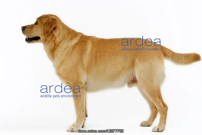  : Dog - Yellow Labrador