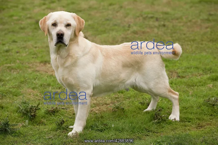  : Dog - Yellow Labrador