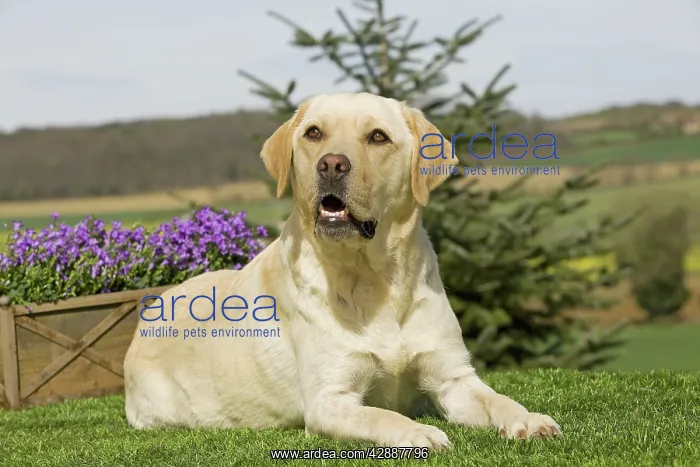  : Dog - Yellow Labrador