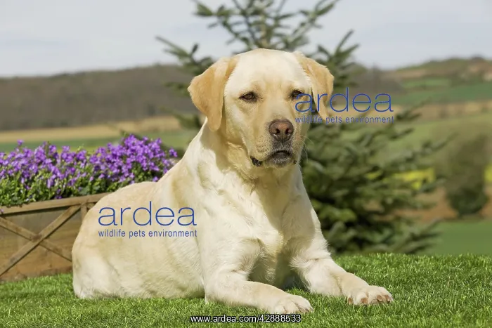  : Dog - Yellow Labrador