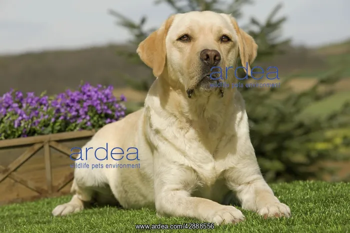  : Dog - Yellow Labrador