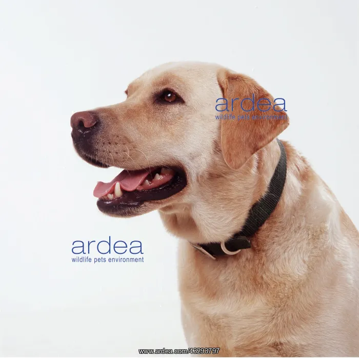 : DOG - YELLOW LABRADOR : DOG - YELLOW LABRADOR
