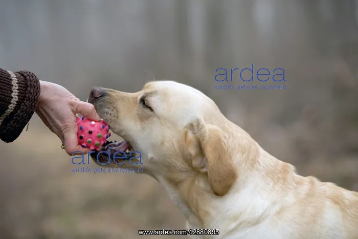: Dog - Yellow Labrador - Biting ball from owners hand : Dog - Yellow Labrador - Biting ball from owners hand