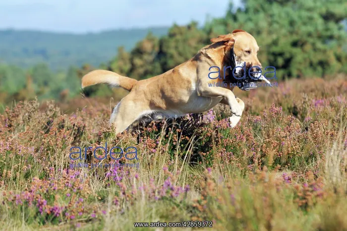 : DOG. Yellow labrador holding grouse in mouth leaping : DOG. Yellow labrador holding grouse in mouth leaping
