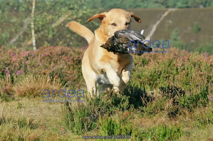 : DOG. Yellow labrador holding grouse in mouth running : DOG. Yellow labrador holding grouse in mouth running