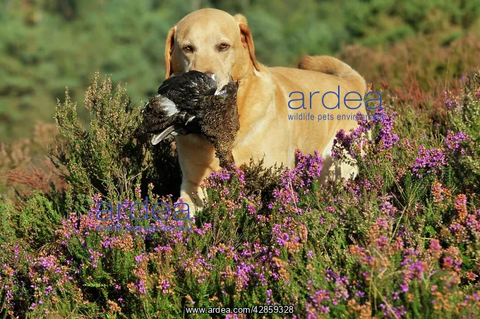 : DOG. Yellow labrador holding grouse in mouth walking : DOG. Yellow labrador holding grouse in mouth walking