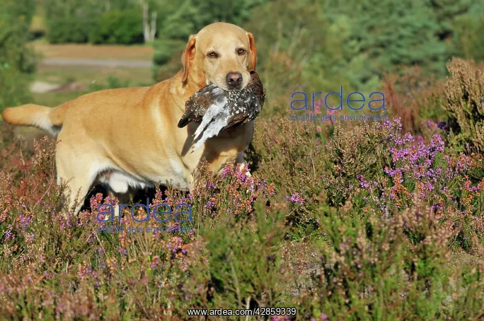 : DOG. Yellow labrador holding grouse in mouth walking : DOG. Yellow labrador holding grouse in mouth walking