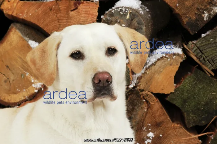 : DOG Yellow labrador in front of logs : DOG Yellow labrador in front of logs