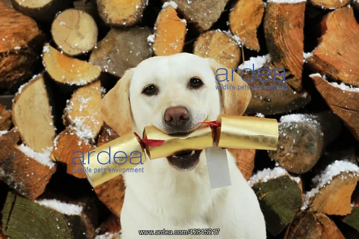 : DOG Yellow labrador in front of logs holding christmas : DOG Yellow labrador in front of logs holding christmas