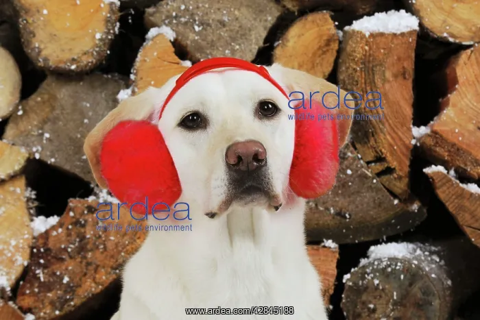 : DOG Yellow labrador in front of logs wearing red ear muffs : DOG Yellow labrador in front of logs wearing red ear muffs