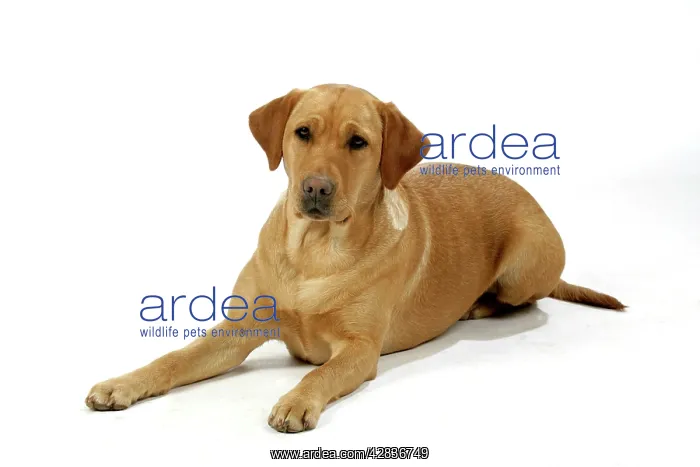 : Dog - Yellow Labrador - lying down : Dog - Yellow Labrador - lying down