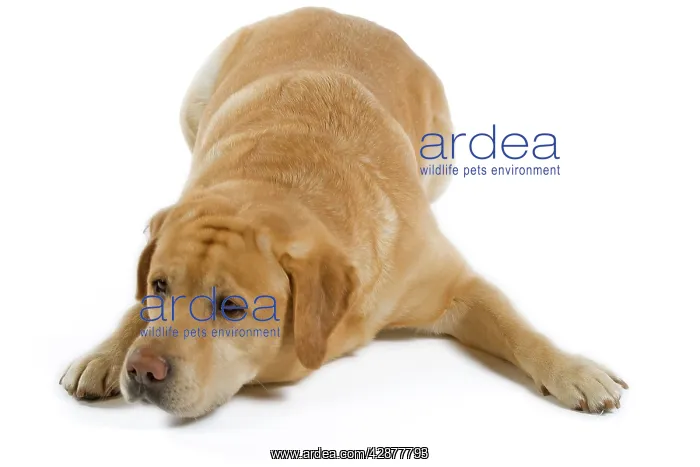  : Dog - Yellow Labrador lying down