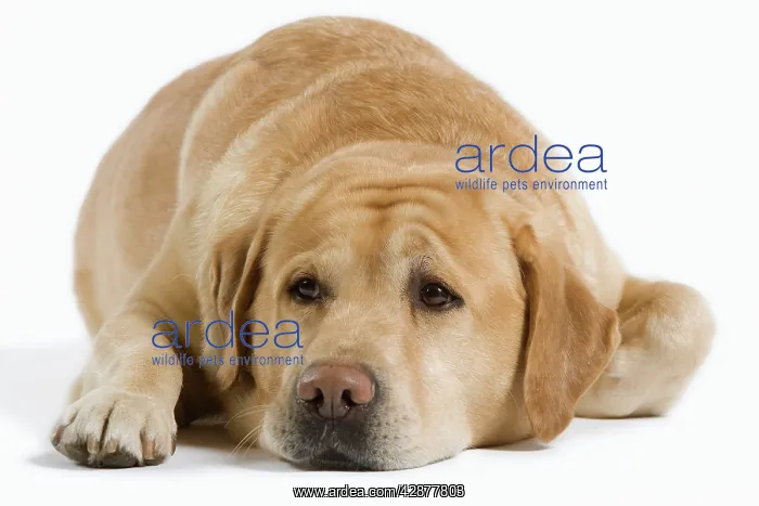  : Dog - Yellow Labrador lying down