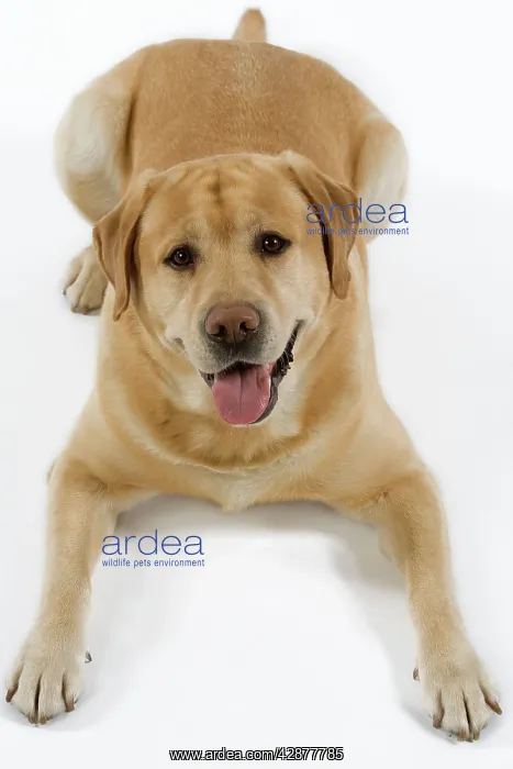 : Dog - Yellow Labrador lying down with tongue sticking out : Dog - Yellow Labrador lying down with tongue sticking out