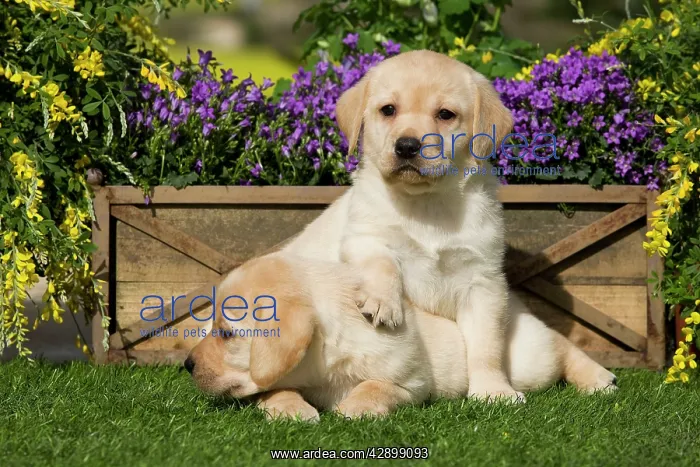  : Dog - Yellow Labrador puppies