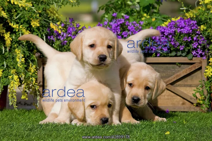  : Dog - Yellow Labrador puppies